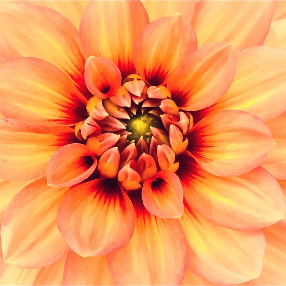 Meet your Posher, Jill - Picture 1 of 1